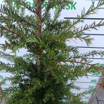 Tis obyčajný (Taxus baccata) - výška 140-180 cm, kont. C10L 